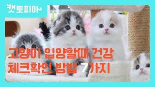 입양하기 전에 꼭 알아야할 건강한 고양이 구별법에 대하여