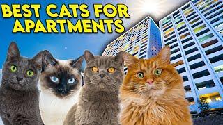 Apartment Cats: The Perfect Breeds