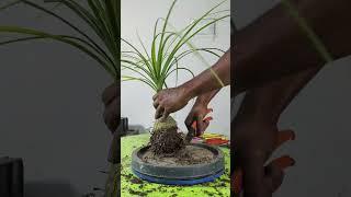 How to report ponytail palm? Root bound  #bonsai #gardening