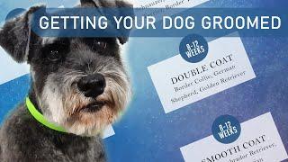 How often should my dog be groomed? - Grooming schedules explained