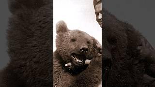 Neįtikėtina Lenkijos kariuomenės lokio Wojtek istorija #animals #war #įdomiojidokumentika