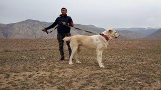 Турнир Тест Испытаний Балканабад САО Central Asian Dogs Alabai Туркменский Алабай