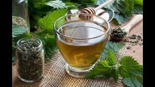 Nettle - For diseases of the liver, gallbladder, spleen, tumors, ulcers, colitis... (recipes)