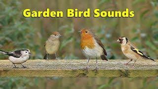 Garden Bird Sounds Spectacular - 8 HOURS 