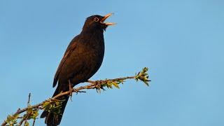 Blackbird Singing - Sounds of Spring