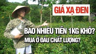 Xạ Đen Khô Bao Nhiêu Tiền 1kg Mua Xạ Đen Chất Lượng Ở Đâu | Dược Liệu Hoà Bình