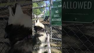 FUNNIEST Huskies | Best Videos | Normal dogs vs Huskies  #huskydog #husky #funnydogs #shorts