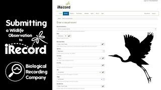 Submitting a Wildlife Observation to iRecord