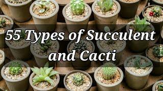 55 TYPES OF SUCCULENTS AND CACTI