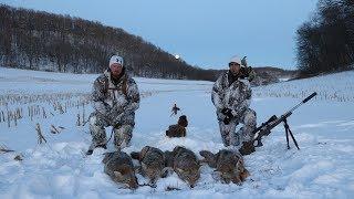 Coyote Hunting 5 Pack Amazing Footage "The Quad"