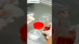 Bacteria Grows on Blood Agar Medium #microbiology