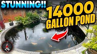 MASSIVE KOI POND!! MASSIVE KOI!!