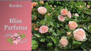  My Favorite Rose / Bliss Parfuma / YOU NEED THIS ROSE / Scentables™ Star Roses & Plants / Kordes