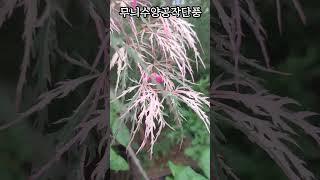 무늬수양공작단풍 #garden #pattern #acer