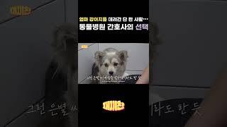입양은 새끼가 아니라 엄마? 반전 감동 실화