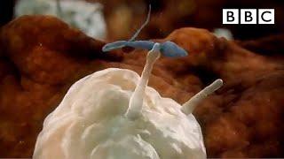 Sperm attacked by woman's immune system | Inside the Human Body - BBC