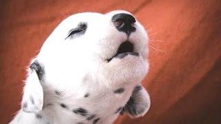 Cutest Puppies Howling Compilation 2014 [NEW]