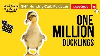 Local Duck Farming || Ducks Farming || Cute Ducks || Baby Ducks