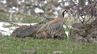 Keklik Avı (Bağlı) - الحجل طائر - куропатка - partridge