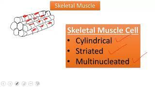 BJC health paper 1 2018 question 7