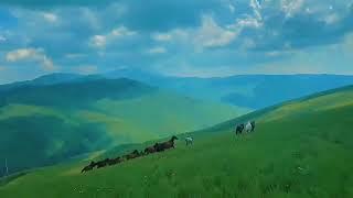 Horses in Kukes, Albania