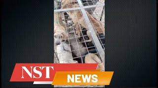 Caged and dumped in pits: The cruel fate of dogs in Sitiawan