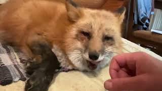 Алиса - лиса. Лиса пришла отдыхать на диван #лиса #fox #лисяо #animals #рыжик