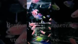 Смотри... Мир вокруг нас. #shorts #world