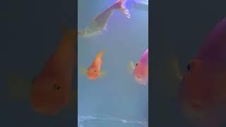 New tank setup # fishes # like and subscribe