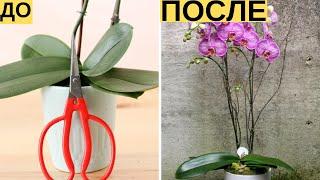 И Ваша орхидея будет цвести круглый год. 7 важных секретов по уходу за орхидеями | Я знаю