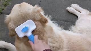 Hair brushing ASMR with a dog