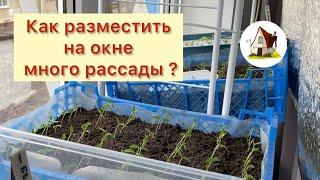 3. Расставляю ящики на подоконник. Рассада на продажу 2024.