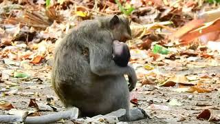 Young monkey mother Juliana reject milk to her stubborn baby Jasper.