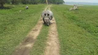 Rhino attack at Kaziranga ||Assam || North East India