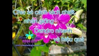 Chia sẻ cách tách chiết, nhân giống Dendro nhanh và hiệu quả [HOA LAN NGỌC ANH]