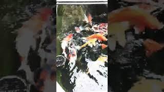 Koi Berenang