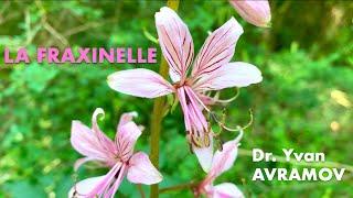 Fraxinelle ou Dictame Blanc : une plante rare extraordinaire