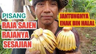 Pisang Raja Bulu / Raja Sajen, Sisi lain Rajanya Sesajen Jantungnya pun Enak disayur/dimakan.