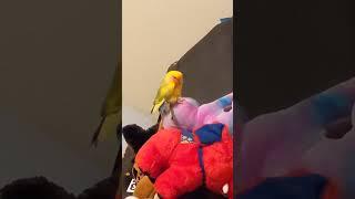 dirty birdie dance moves