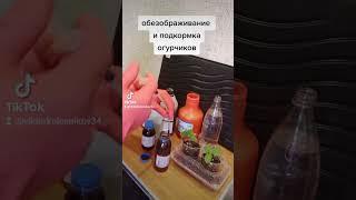 огород#дома#огурчики