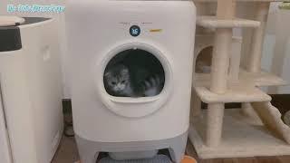 Petkit PuraX automatic cat litter box Q&A review