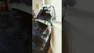 she is clingy #funny #dog