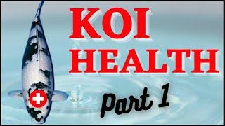 Koi Health - Part 1 (prevention & how to spot a problem)