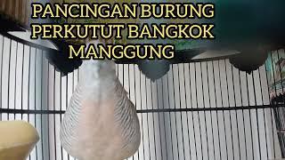 PANCINGAN BURUNG PERKUTUT BANGKOK MANGGUNG GACOR