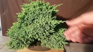 How to trim Juniper bonsai. Aussie Bonsai Bloke