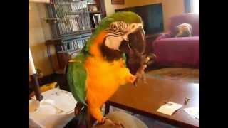 Paco The" Blue & Gold Macaw" Doing A Card Trick