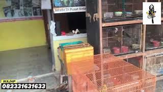 Stock masteran yang ditunggu-tunggu ready dikios burung madura...