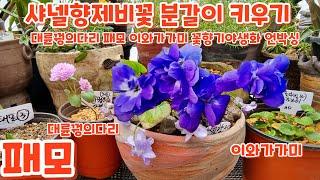 #샤넬향제비꽃 분갈이 키우기 #대륜꿩의다리 #이와가가미 #패모 꽃향기야생화 언박싱