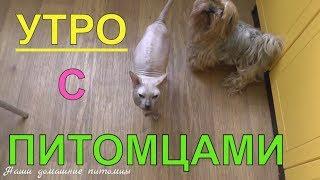 Утро с домашними питомцами | кого кормить первым ? | pet morning routine