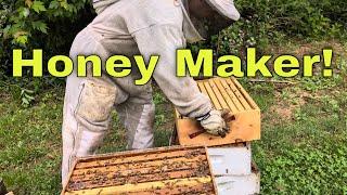  So Much Honey! - We Stopped them from Swarming!